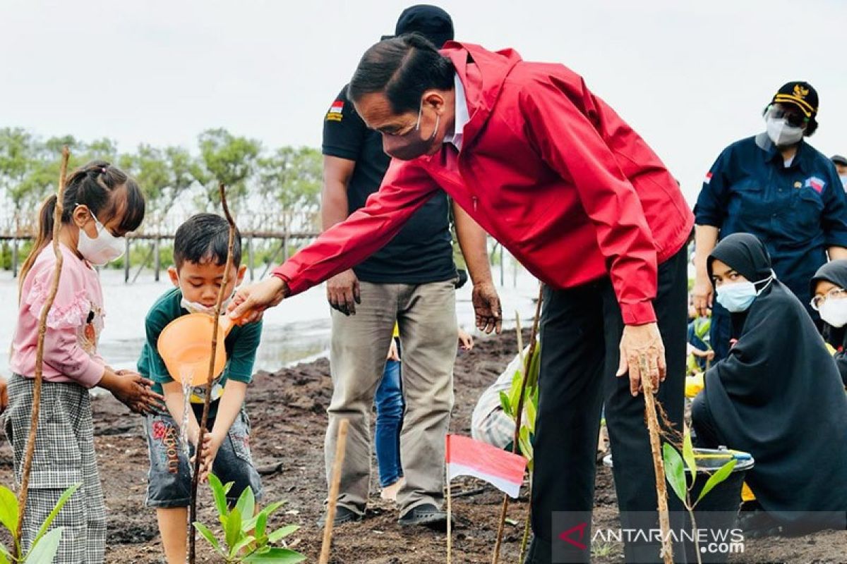 BRGM optimis target rehabilitasi seluas 34 ribu hektare mangrove dapat tercapai