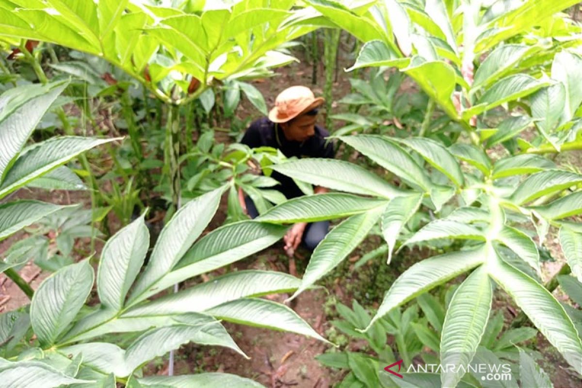 Masyarakat Aceh Tamiang kembangkan tanaman porang