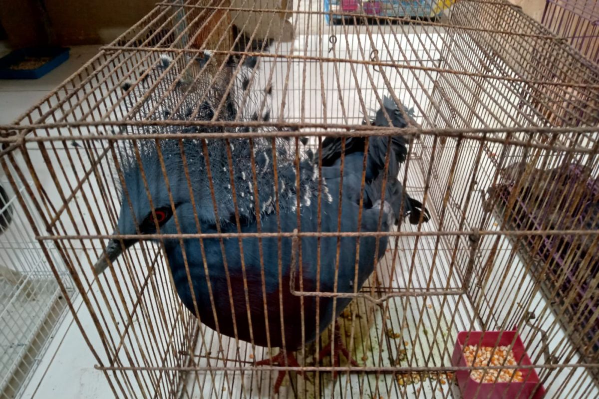 BKSDA Sumsel: 31 satwa dilindungi korban perdagangan ilegal mati, sebagian besar jenis burung