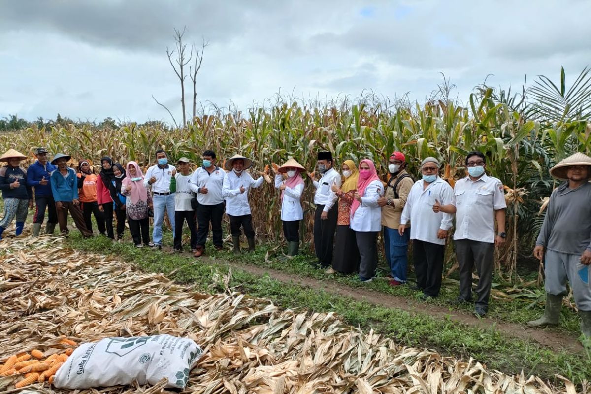 Petani di Mukomuko Bengkulu integrasikan jagung-sawit