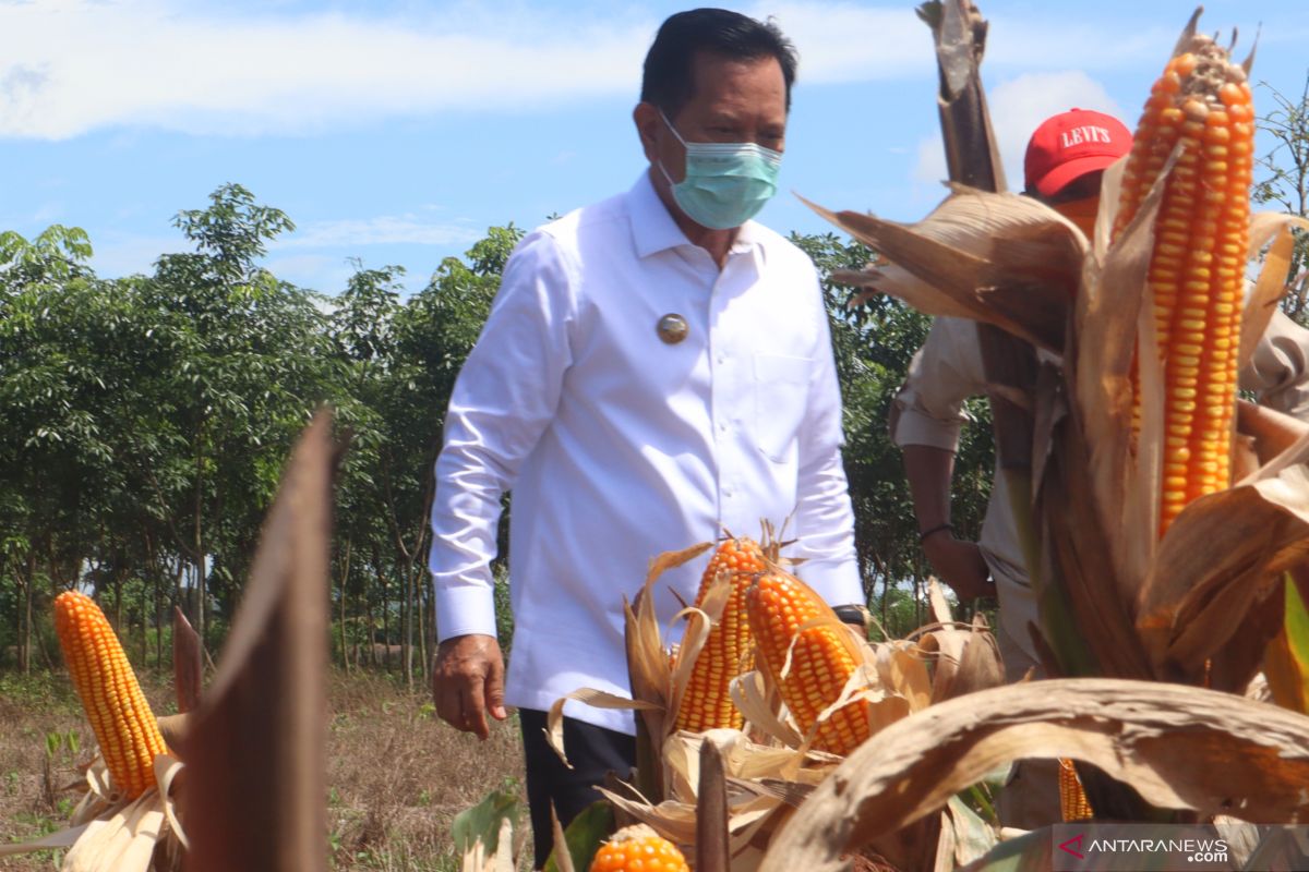 Pemkab Tapin butuh pabrik industri jagung hibrida