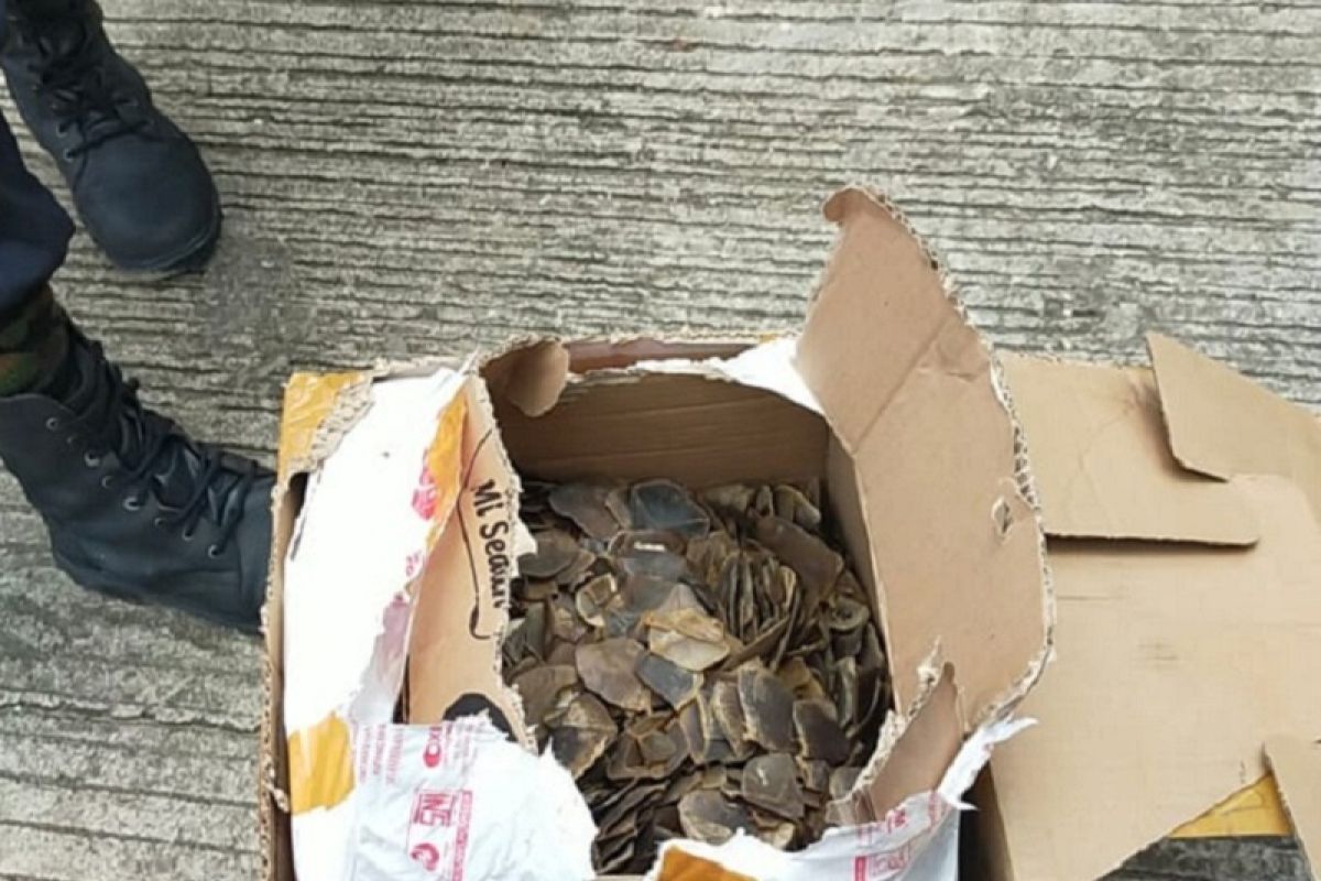 SPORC - polisi tangkap pelaku pedagangan 7,8 kg sisik trenggiling