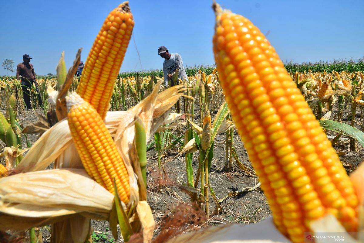 Pemerintah tugaskan Bulog pasok 30 ribu ton jagung pakan
