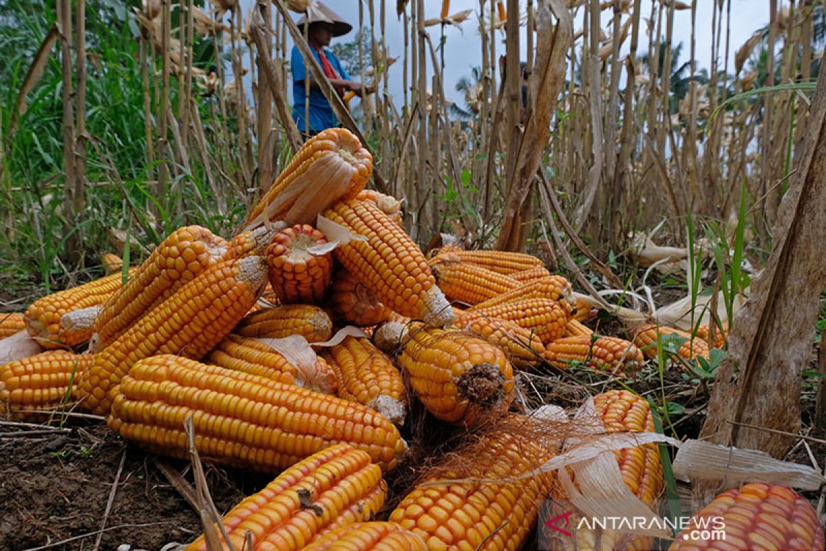 Kementan sebut NTP September naik karena harga saat panen tinggi