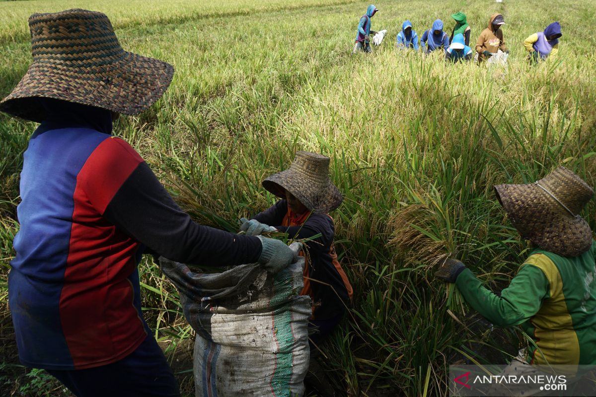 BPS sebut upah harian buruh tani naik 0,11 persen pada September 2021