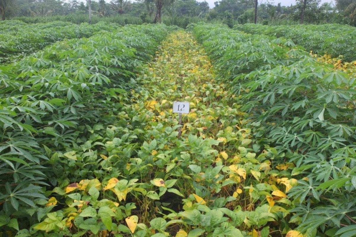 BPTP Aceh miliki satu ton stok benih kedelai varietas anjasmoro