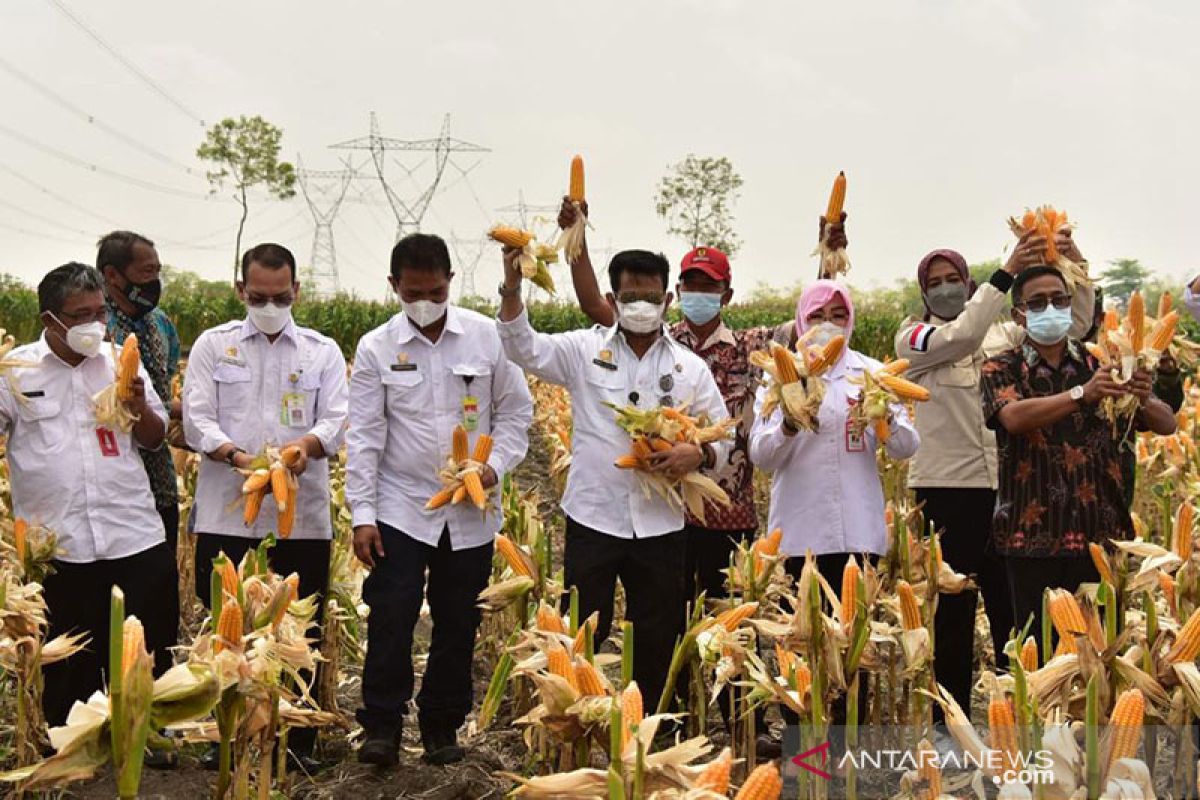 Panen Jagung Nusantara, bukti pasokan jagung melimpah