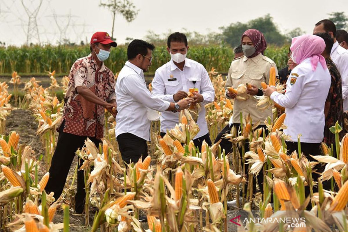 Buktikan stok aman, Mentan bersama 4 Gubernur dan 26 Bupati Panen Jagung Nusantara