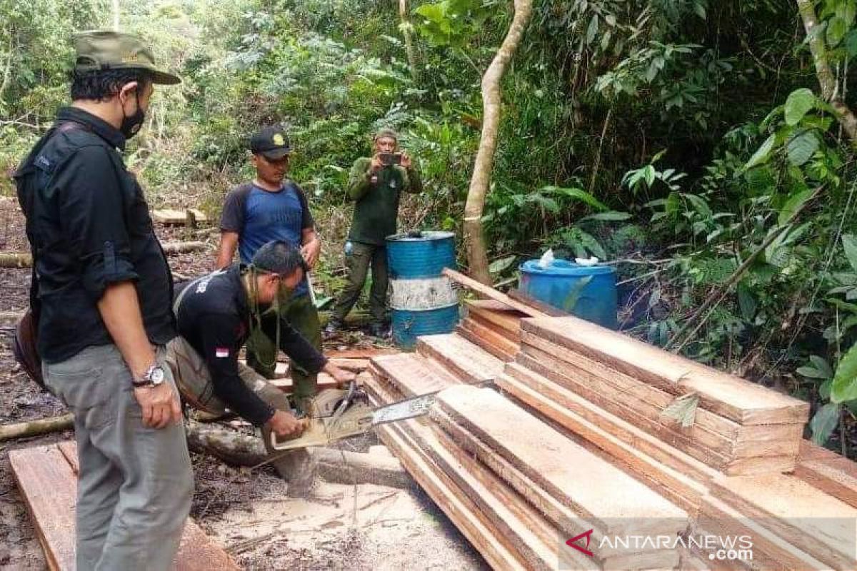 KPH temukan kayu ilegal di hutan lindung Aceh Barat