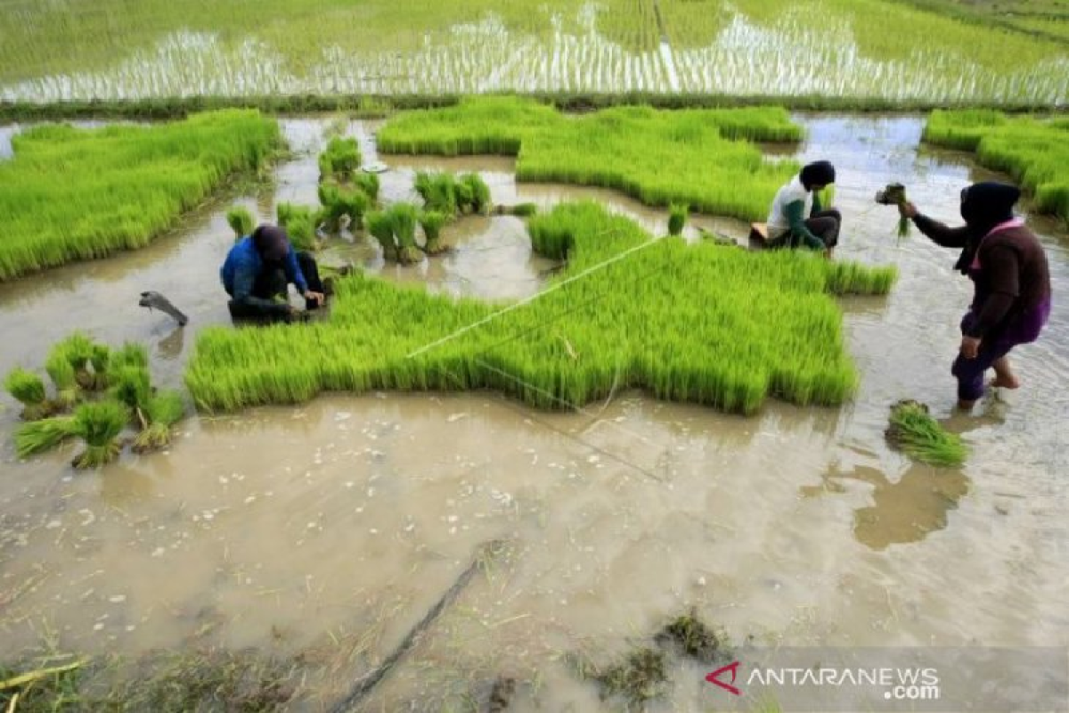 Apresiasi jasa petani  lewat beli produk lokal