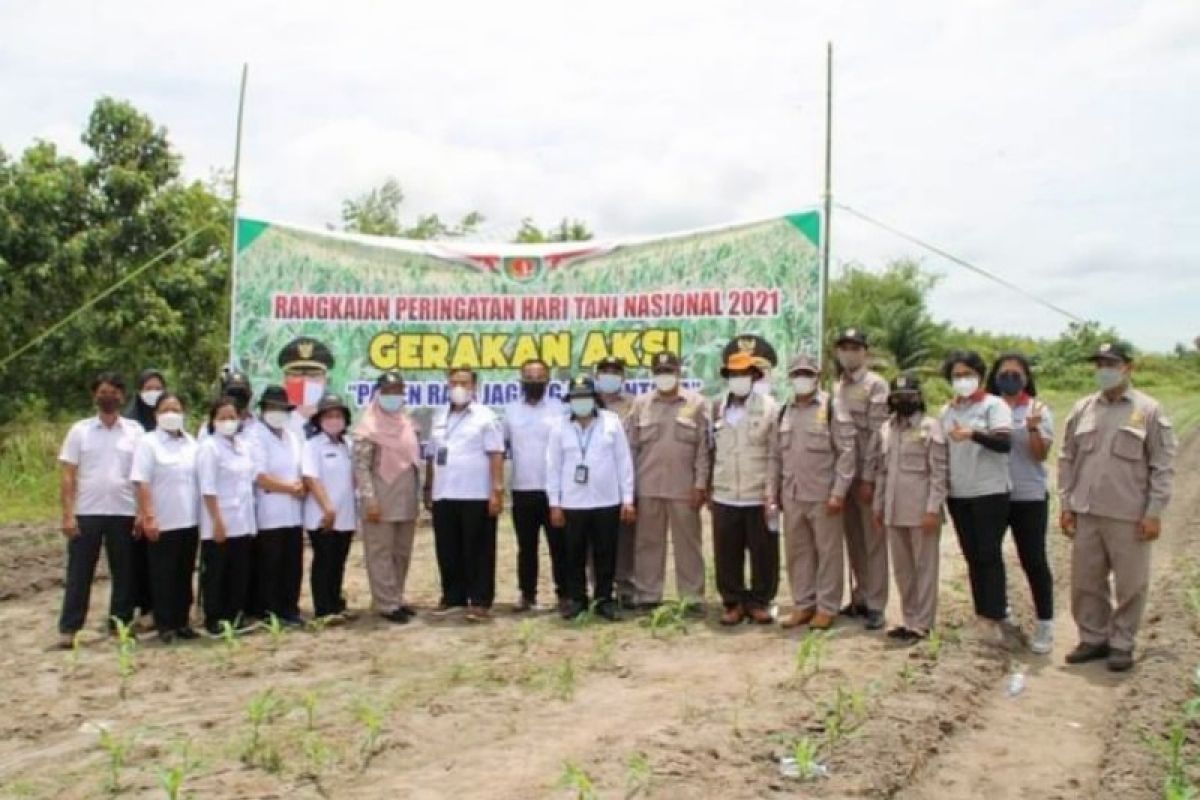 Katingan pusatkan Panen Jagung Nusantara di wilayah Hampangen