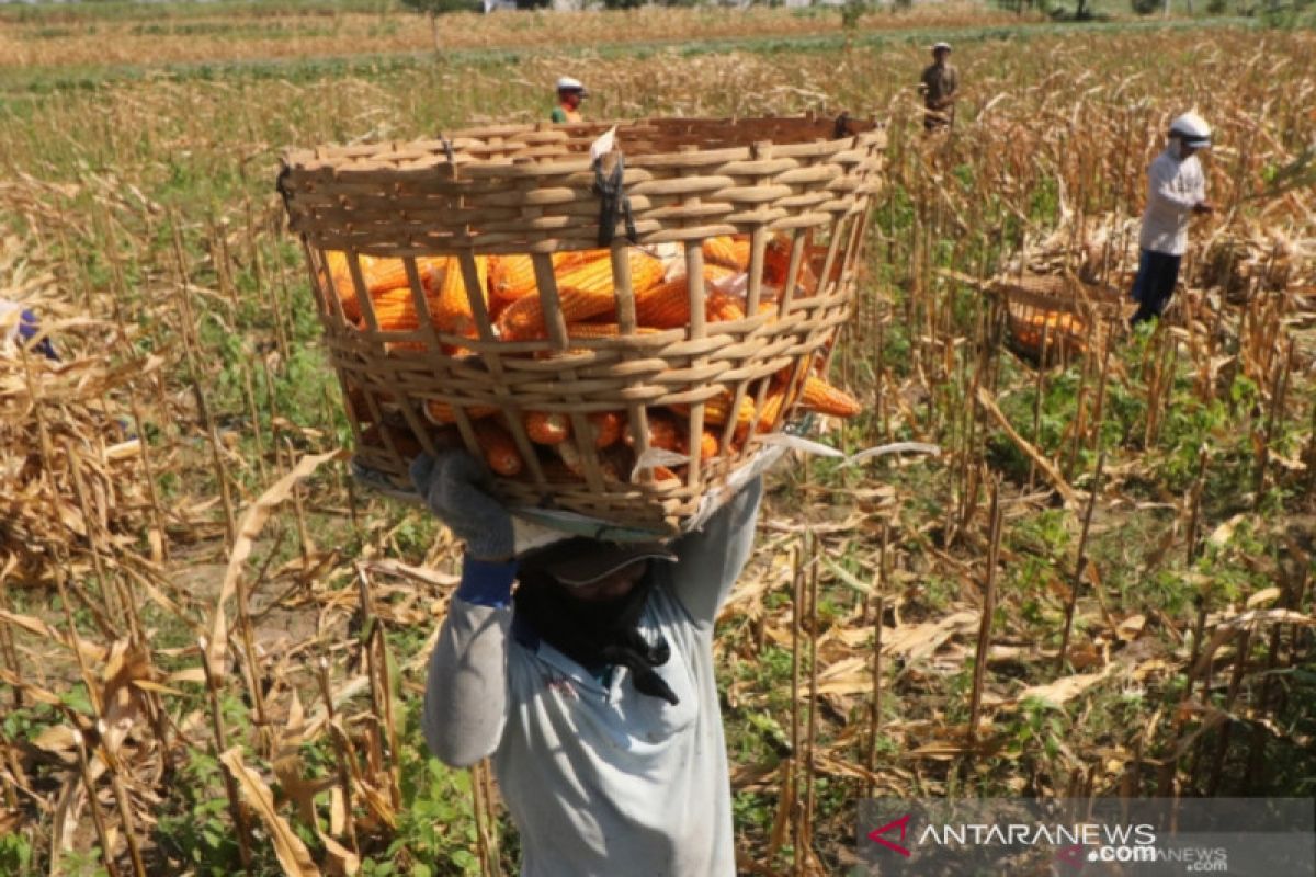 Bantuan irigasi Kementan klaim tingkatkan panen jagung  Jatim