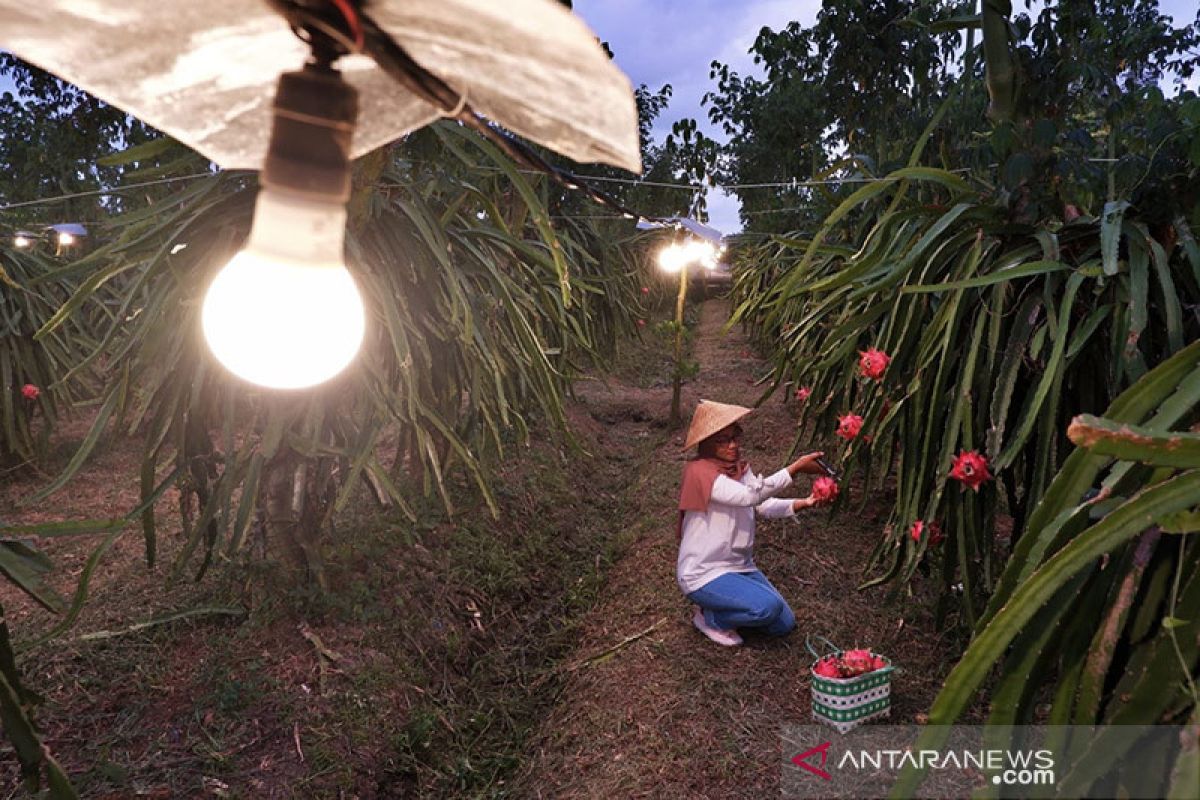 PLN: 124 ribu petani bergabung dalam program electrifying agriculture