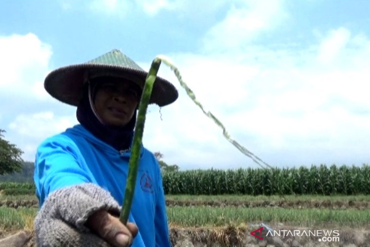 Hama ulat rusak tanaman bawang merah di Kabupaten Magetan