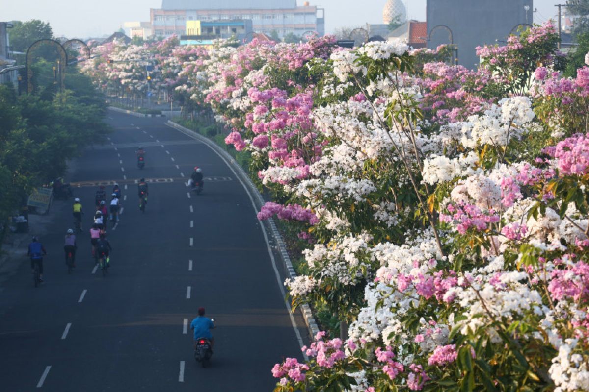 Tabebuya kembali bermekaran percantik jalan protokol Kota Surabaya