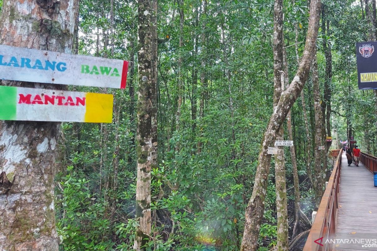 Masuk ekowisata mangrove Pomako Mimika dilarang bawa mantan