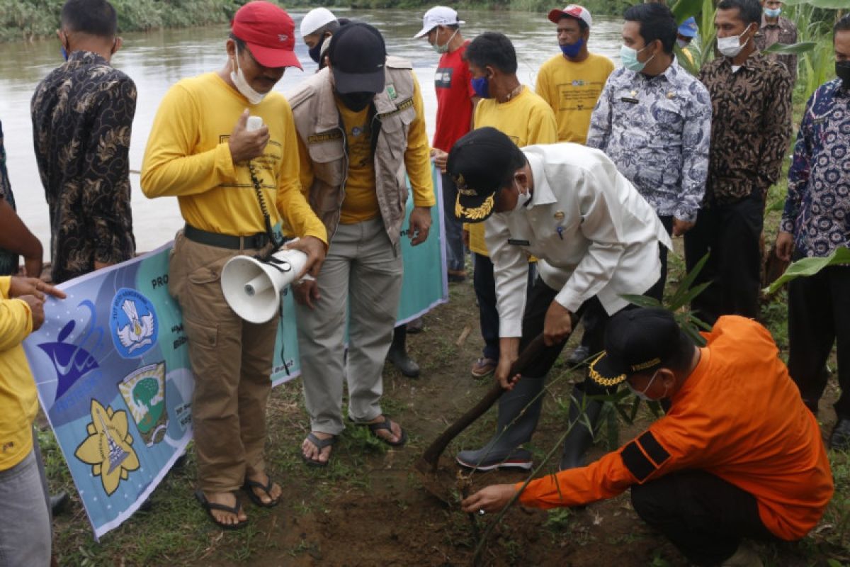 Pemkab Pasaman Barat tanam bambu antisipasi dampak banjir Batang Saman