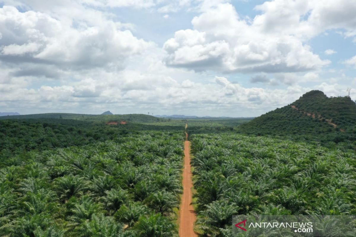 Harga TBS sawit di Kalbar Rp2.668,55 per kilogram