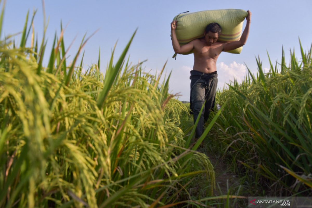 Apresiasi jasa petani lewat beli produk lokal