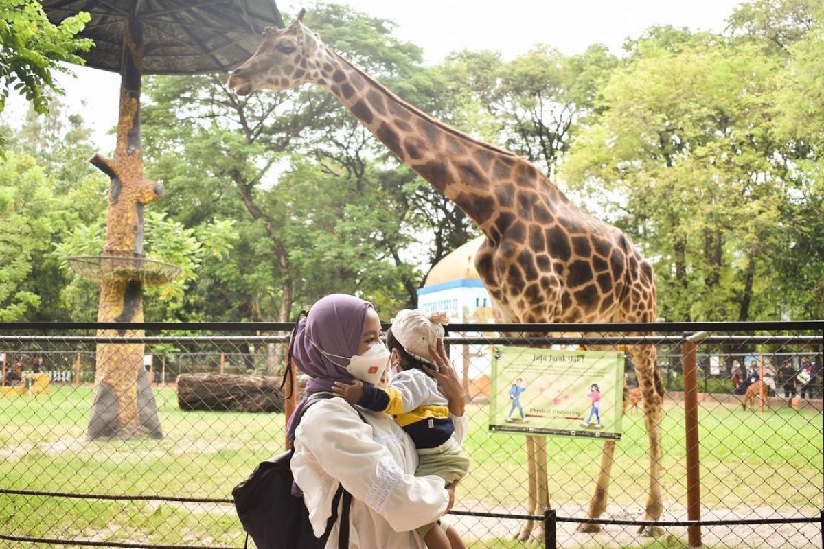 2.000 pengunjung manfaatkan libur akhir pekan di Kebun Binatang Surabaya
