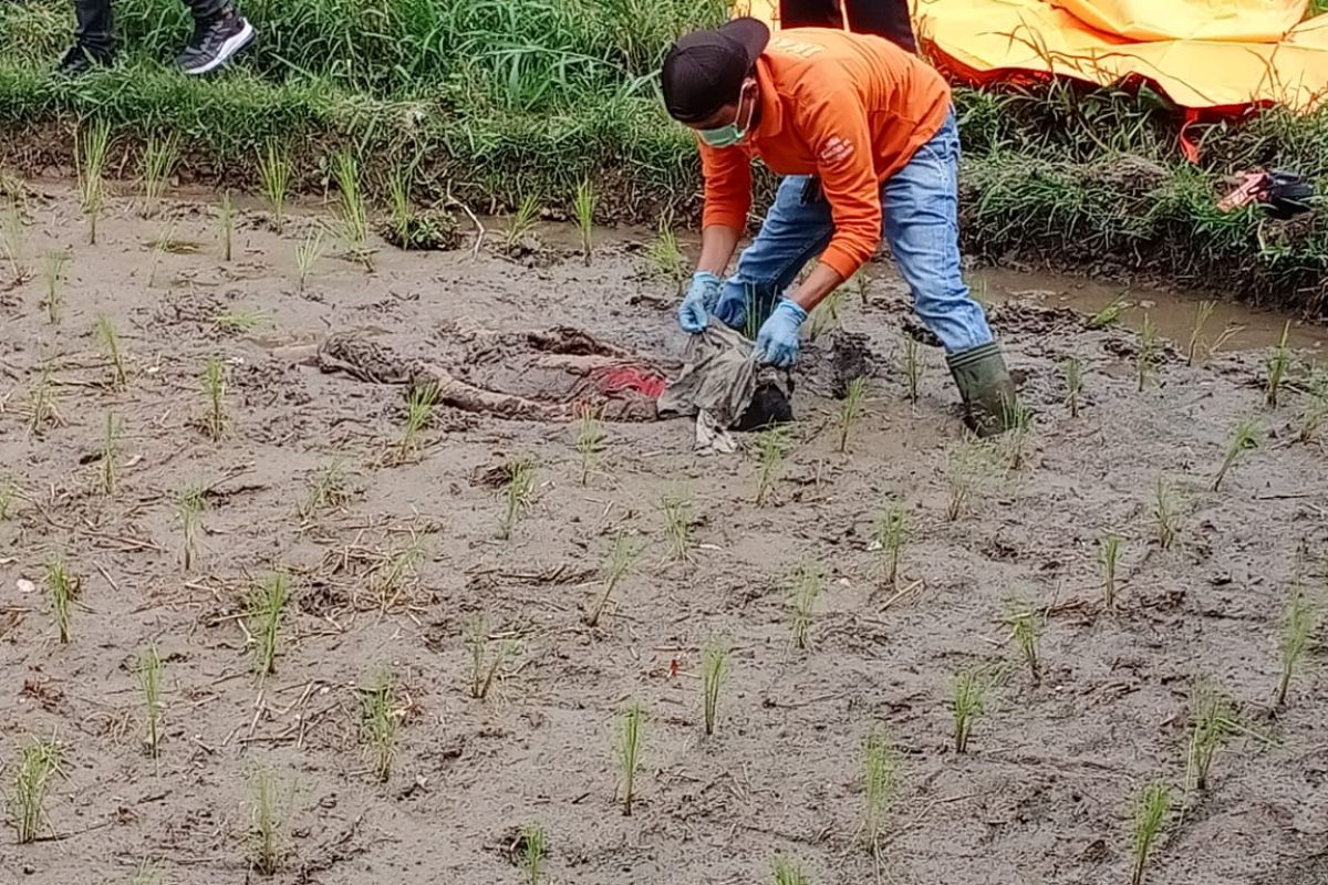 Warga geger, ada penemuan mayat laki-laki dengan luka lebam di persawahan Tilatang Kamang