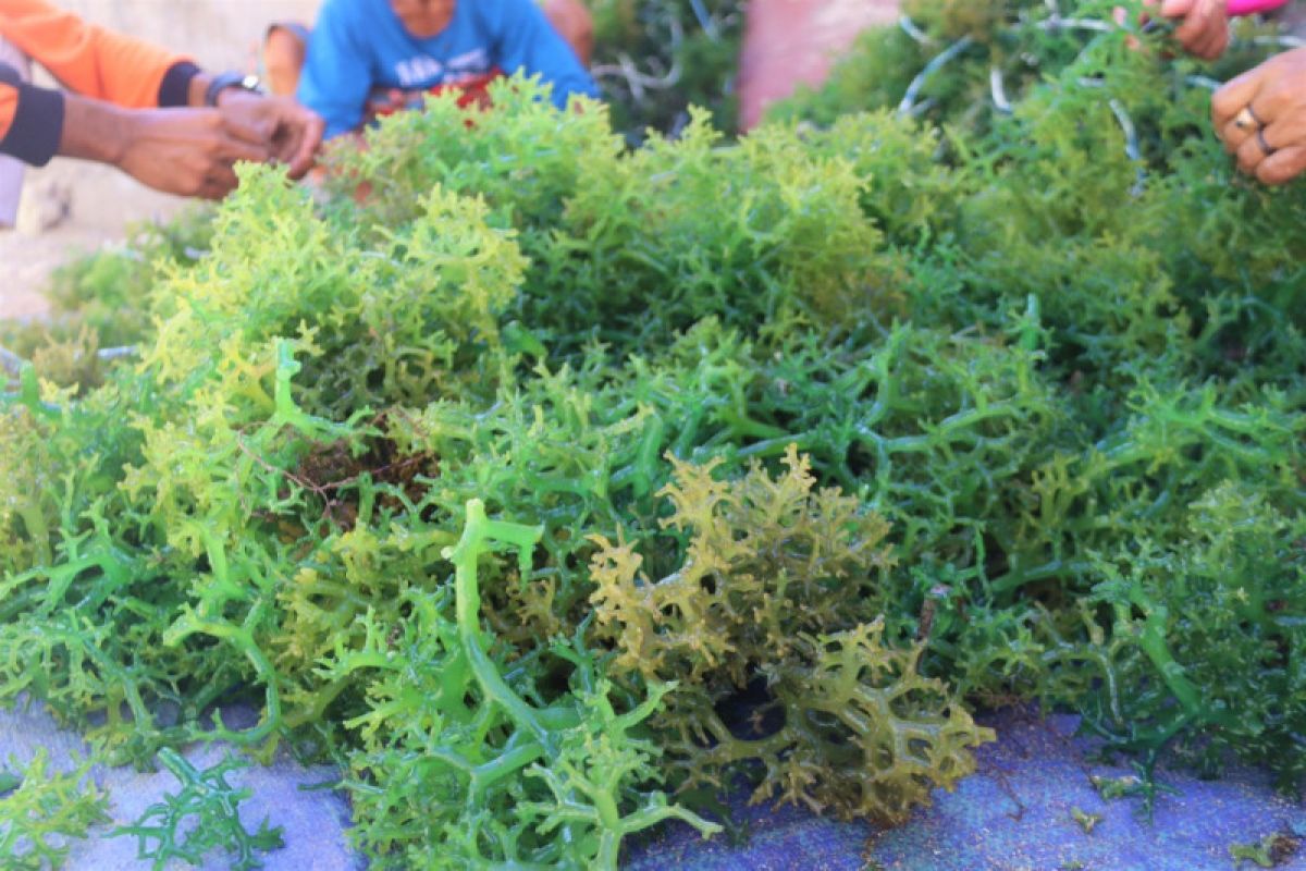 Govt plans to establish seaweed farming villages in eastern Indonesia