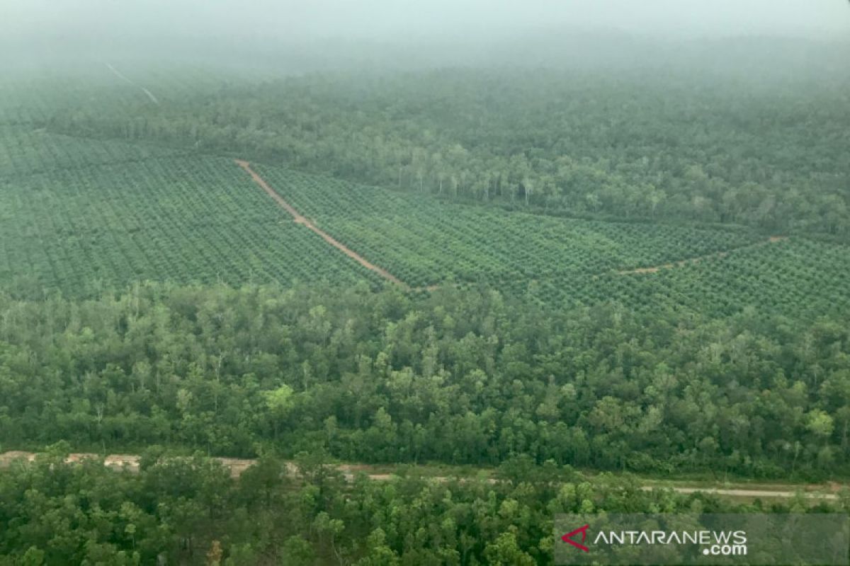 Kaka Slank lintasi hutan Papua dari udara