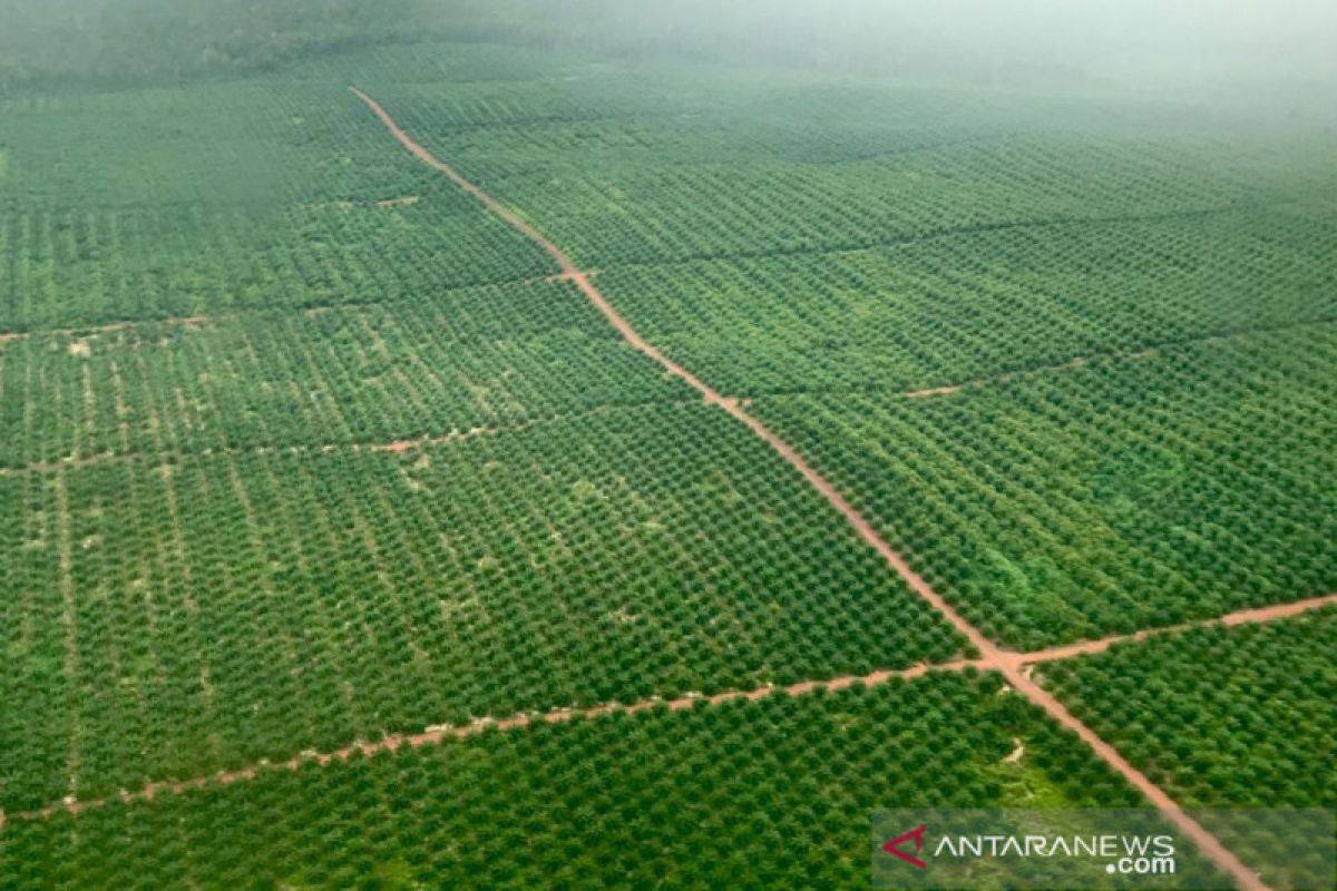 Pemerintah perkenalkan Strategi Jangka Benah untuk tata sawit di hutan