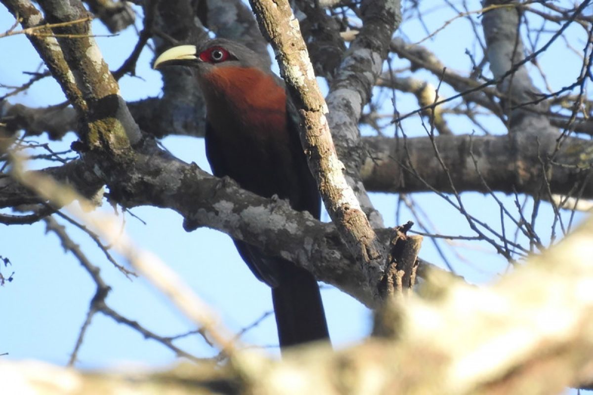 ProFauna temukan sembilan jenis burung dilindungi di hutan lindung RPH Sekar
