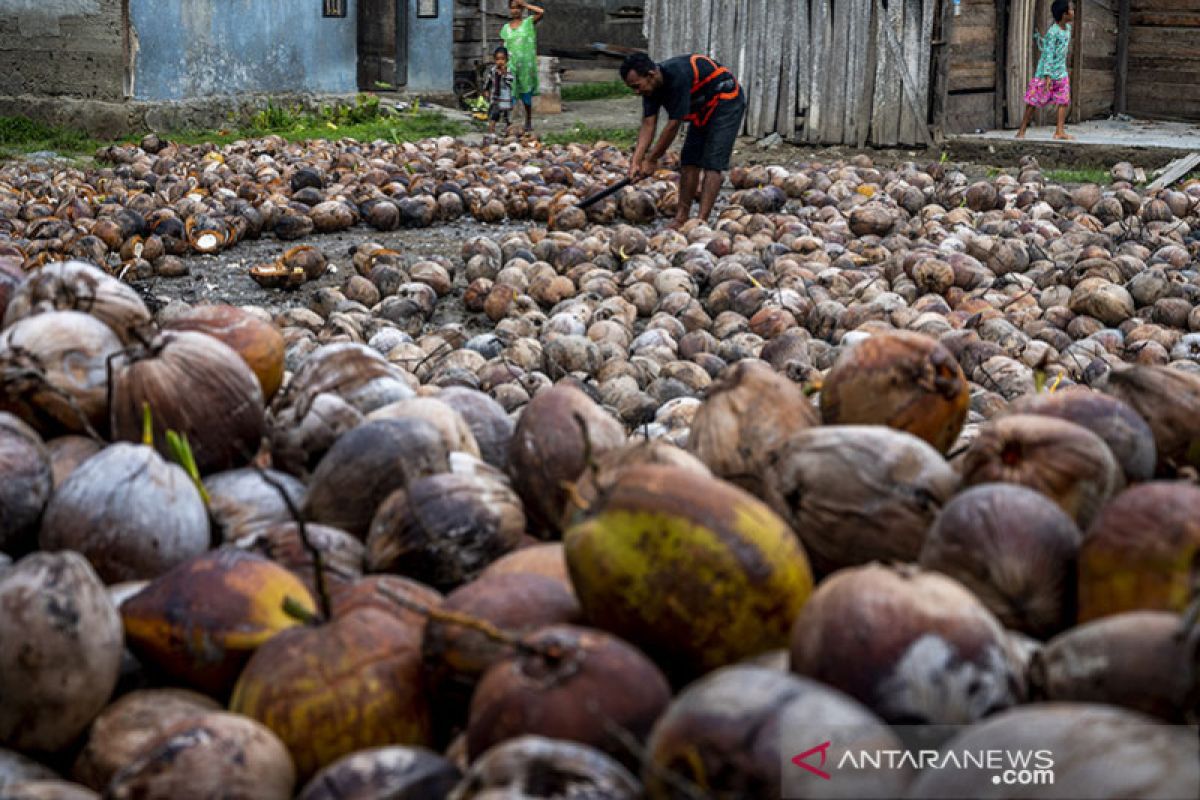 PT WRL bantu bibit kelapa unggul dukung perkebunan Tojo Una-Una