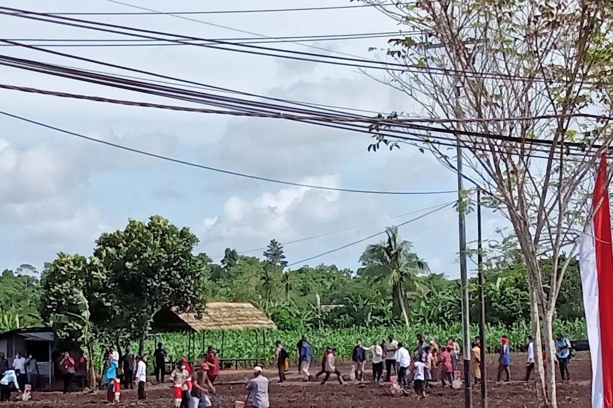 Presiden Jokowi menanam bibit jagung bersama petani Sorong Papua Barat