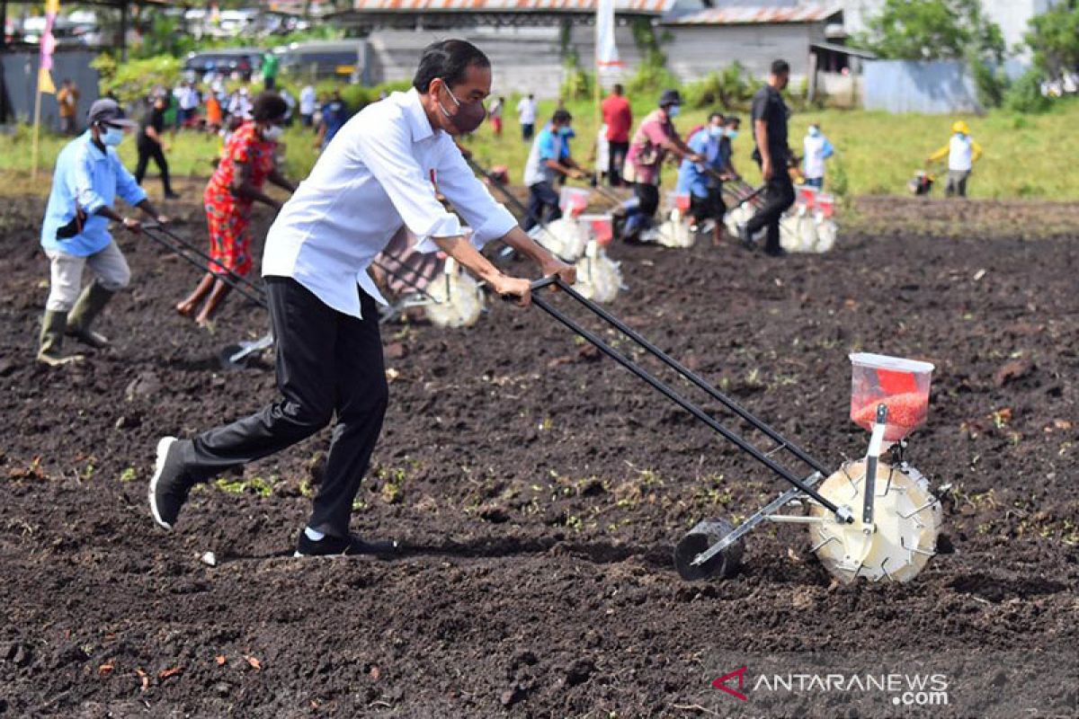 Presiden Jokowi berharap Sorong jadi daerah produsen utama pertanian