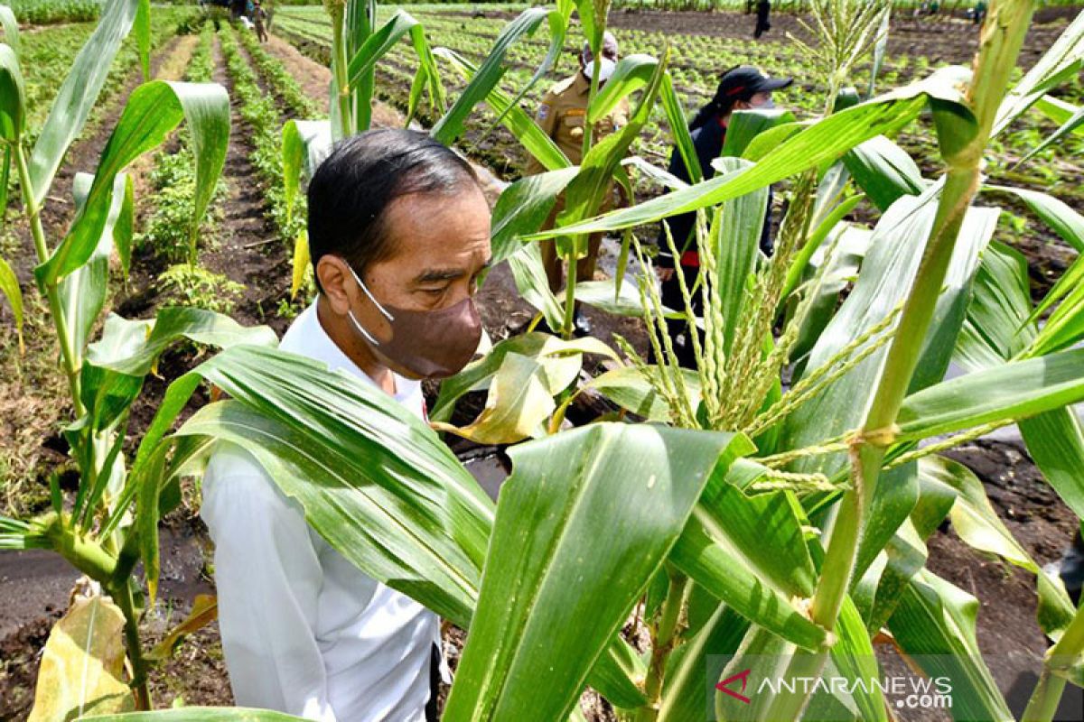 Presiden Jokowi minta Menteri Pertanian tingkatkan kapasitas produksi jagung