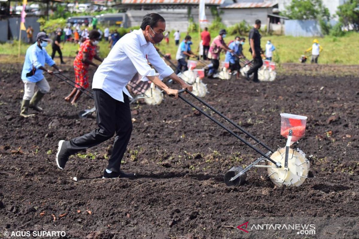 Sorong should function as main farming producer in Papua: President