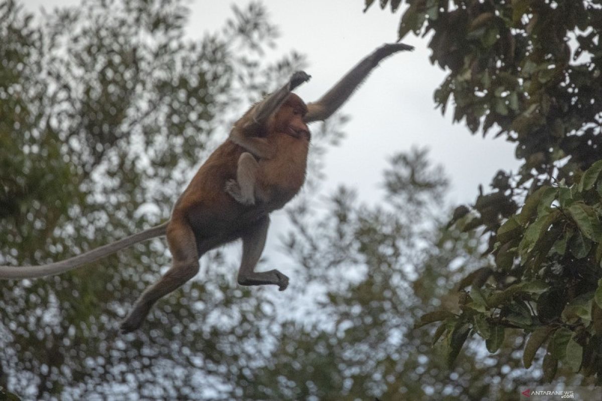 Pantau Gambut ajak warga untuk jaga habitat satwa langka di Hari Binatang Sedunia