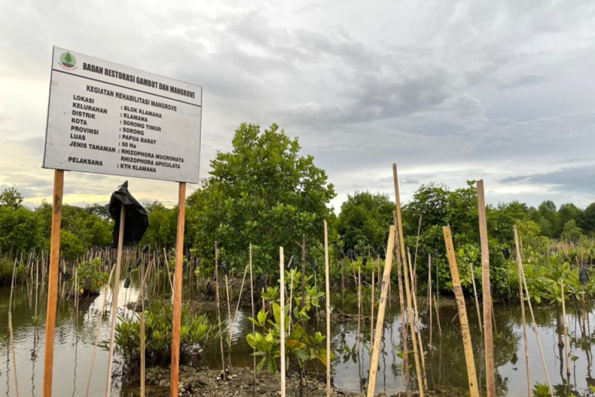 BRGM provides mangrove seedlings to help Papuan residents boost income