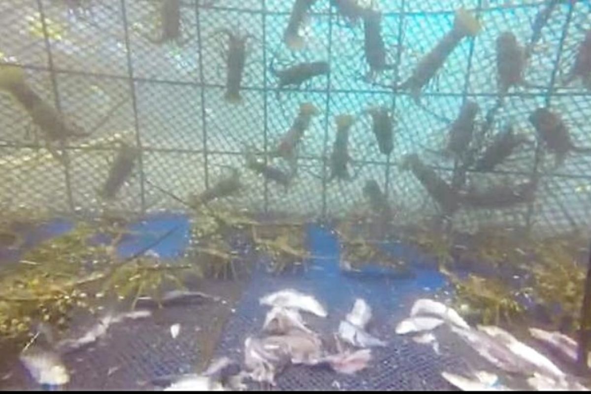 Kelompok nelayan Banyuwangi budi daya lobster di Selat Bali