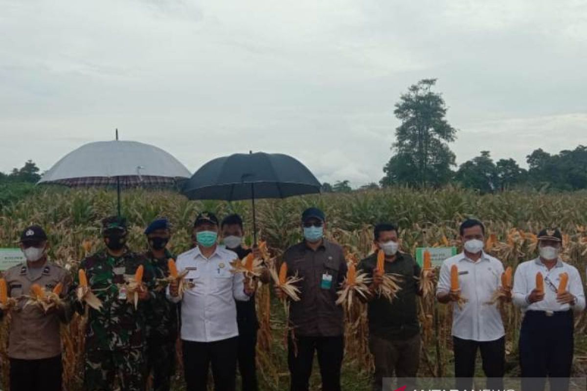 Bengkayang miliki andil 60 persen produksi jagung di Kalimantan Barat