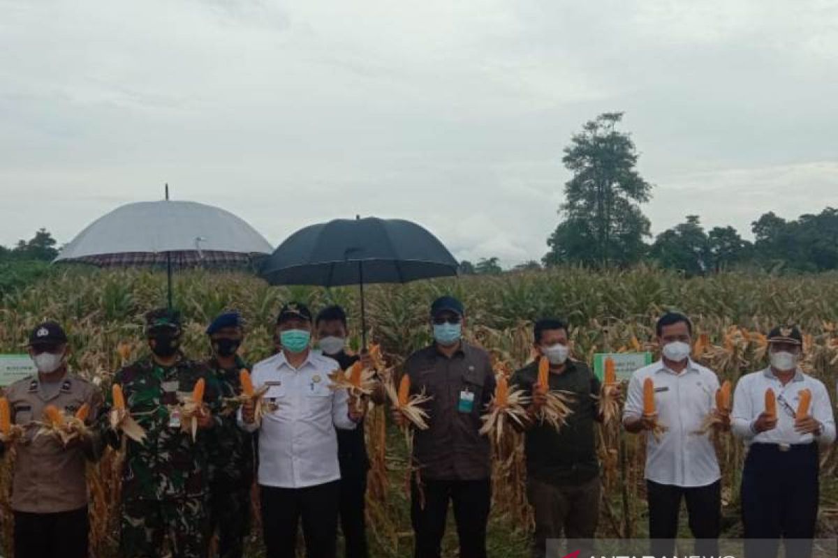 Bengkayang memiliki andil 60 persen produksi jagung di Kalbar