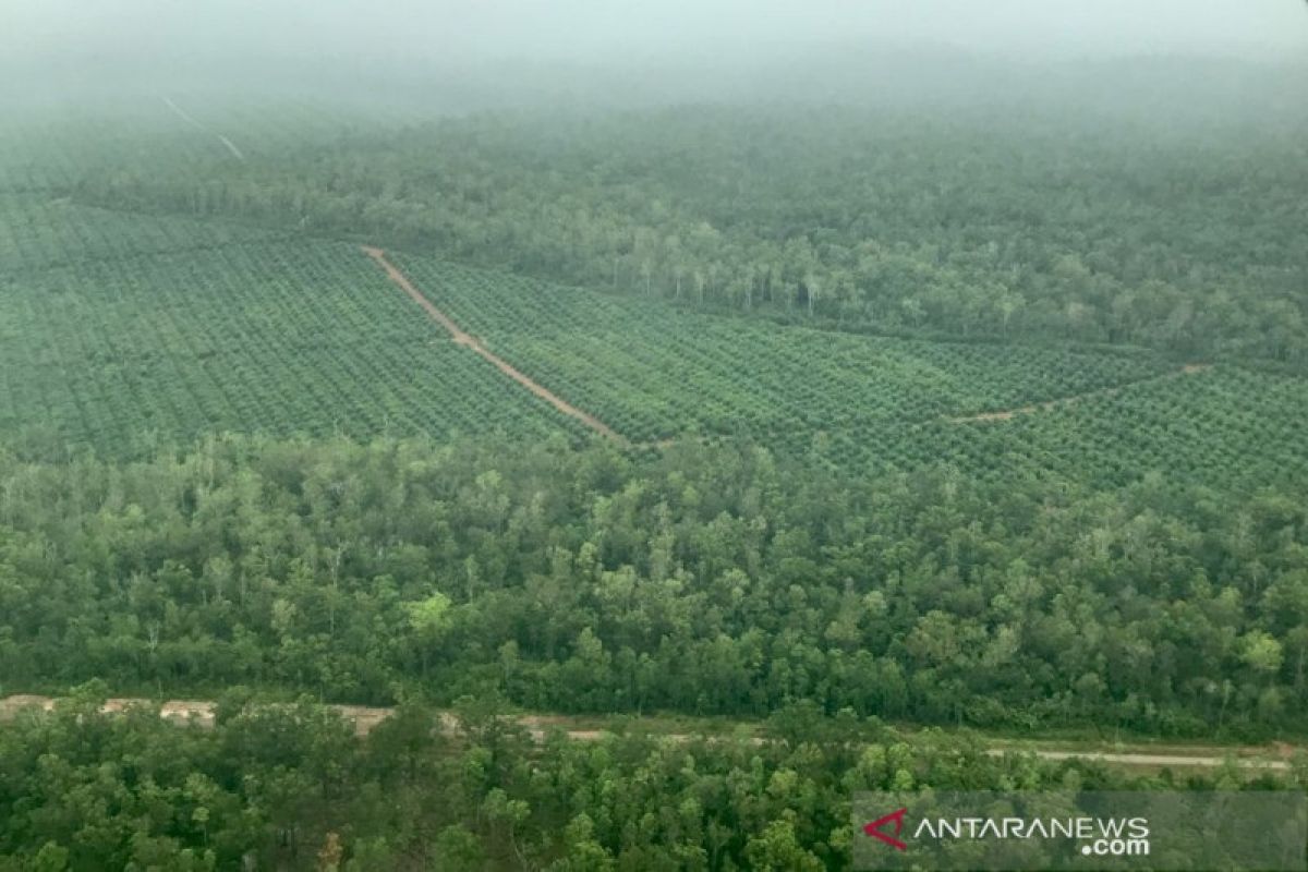 Cerita Kaka Slank saat melintasi hutan Papua dari udara