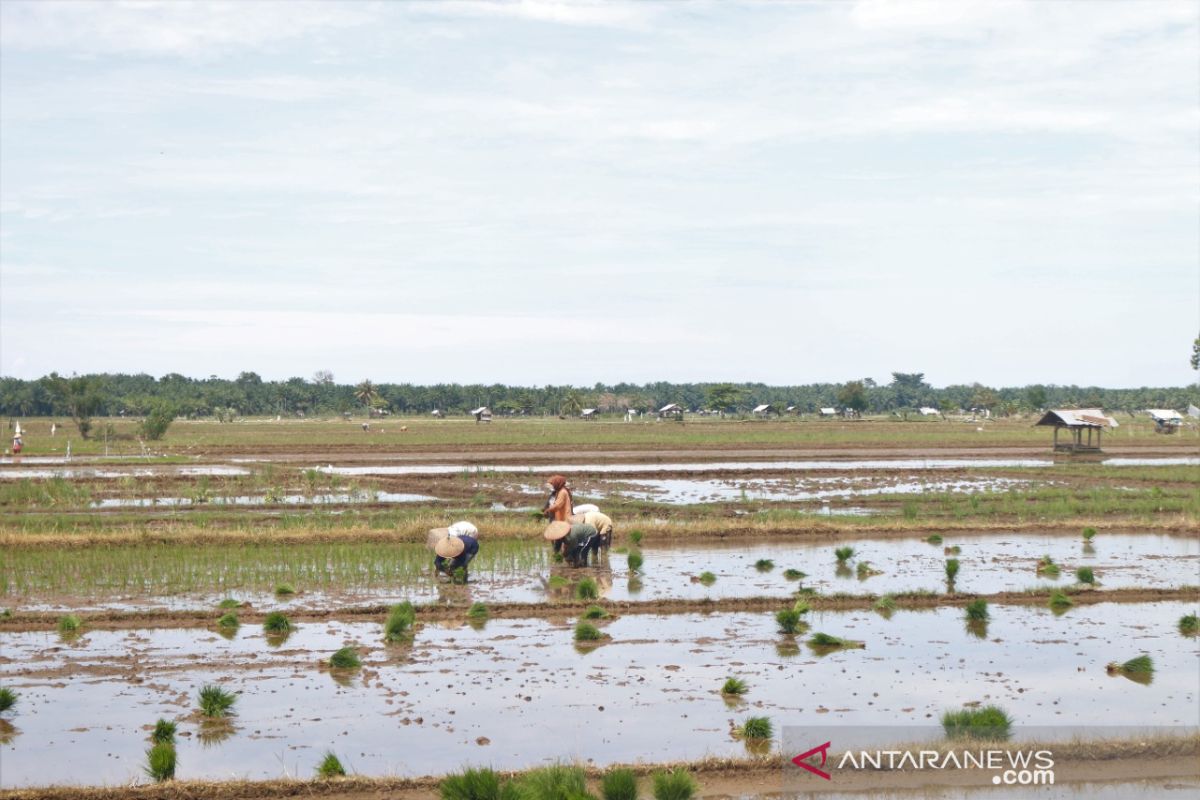 Sejumlah bantuan dari Pemkab Pasbar untuk petani dalam meningkatkan produksi padi