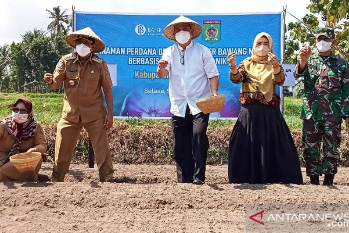 Bank Indonesia ingin menjadikan Lombok Utara sentra bawang merah organik