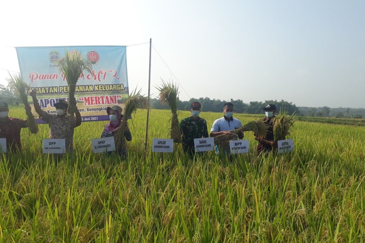 Pemkab Kulon Progo imbau petani menunda jual beras sampai harga bagus