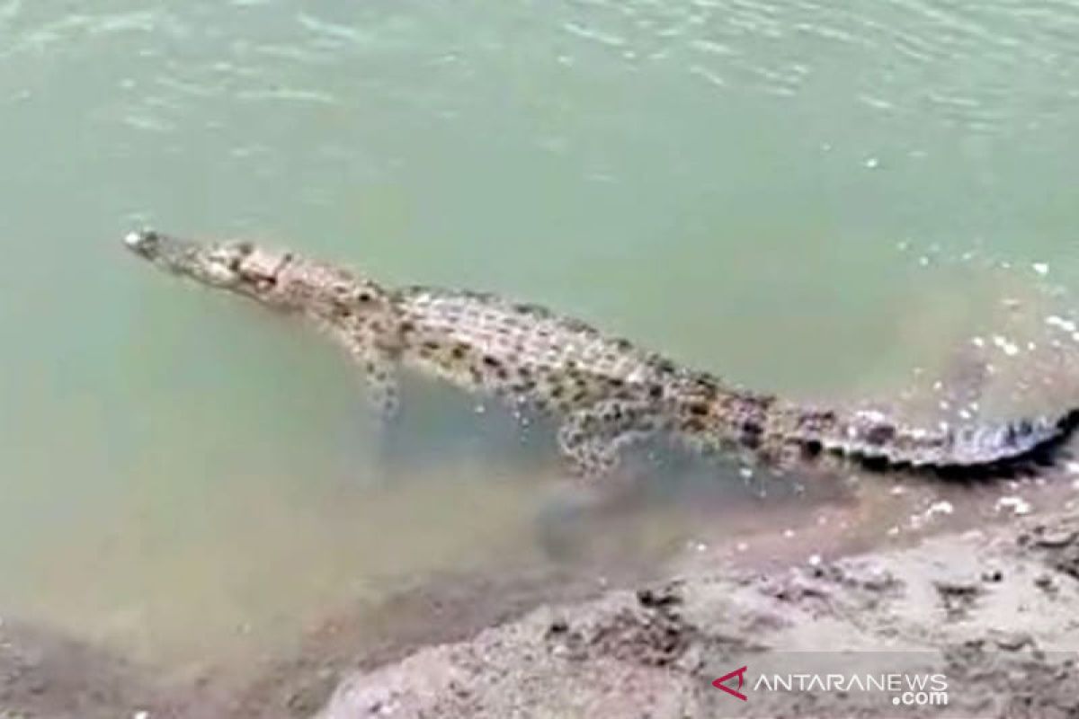 Dikira biawak, warga Aceh Tamiang tangkap buaya di sawah