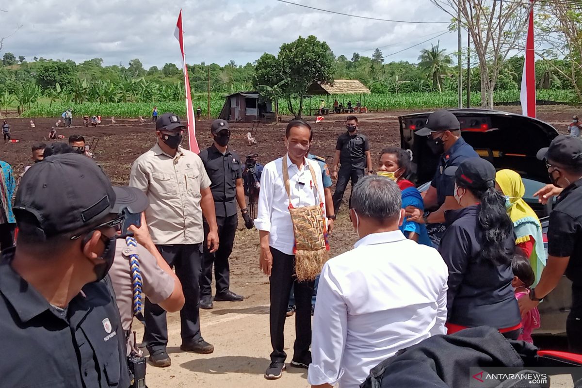 Jokowi encourages quality improvement of West Papua's young farmers