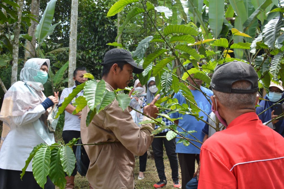 Meraih Berkah dari Potensi Kopi Bancah