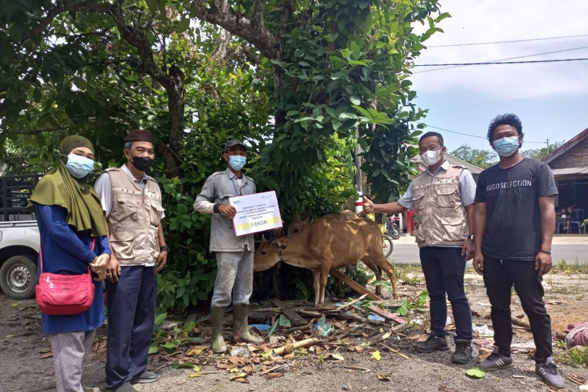 Manfaakan Potensi Desa, PT Timah Tbk Serahkan Bibit Sapi untuk Kelompok Petani Peternak Belo Permai