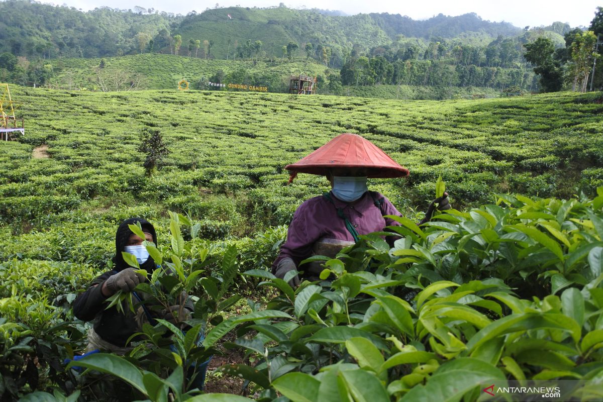 Produksi Teh Gajah PTPN XII di kaki Semeru masih berjalan