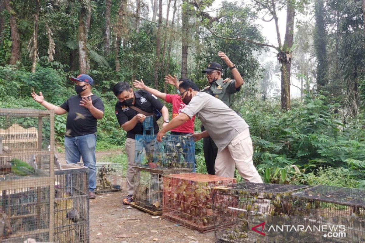 Begini selanjutnya dialami 583 ekor burung dilindungi yang diamankan Polres Bukittinggi