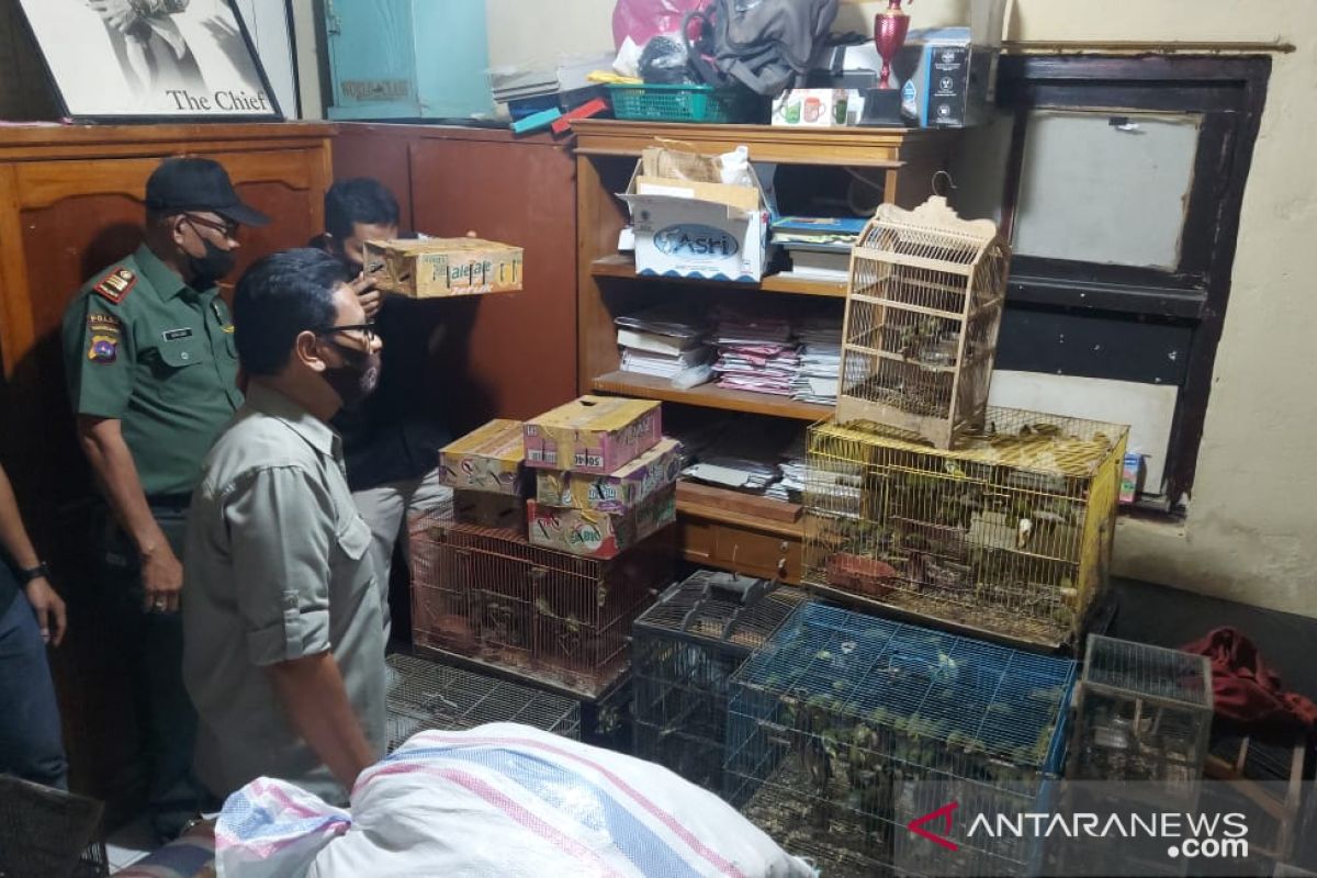 Bersama 583 ekor burung F diamankan polisi di Bukittinggi